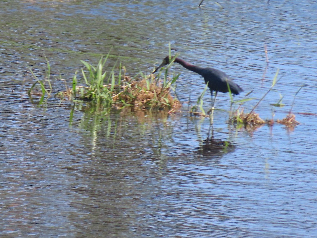 Little Blue Heron - ML474727551