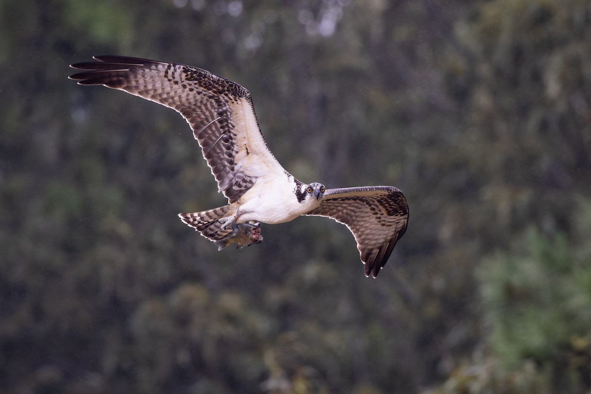 Osprey - ML474728151