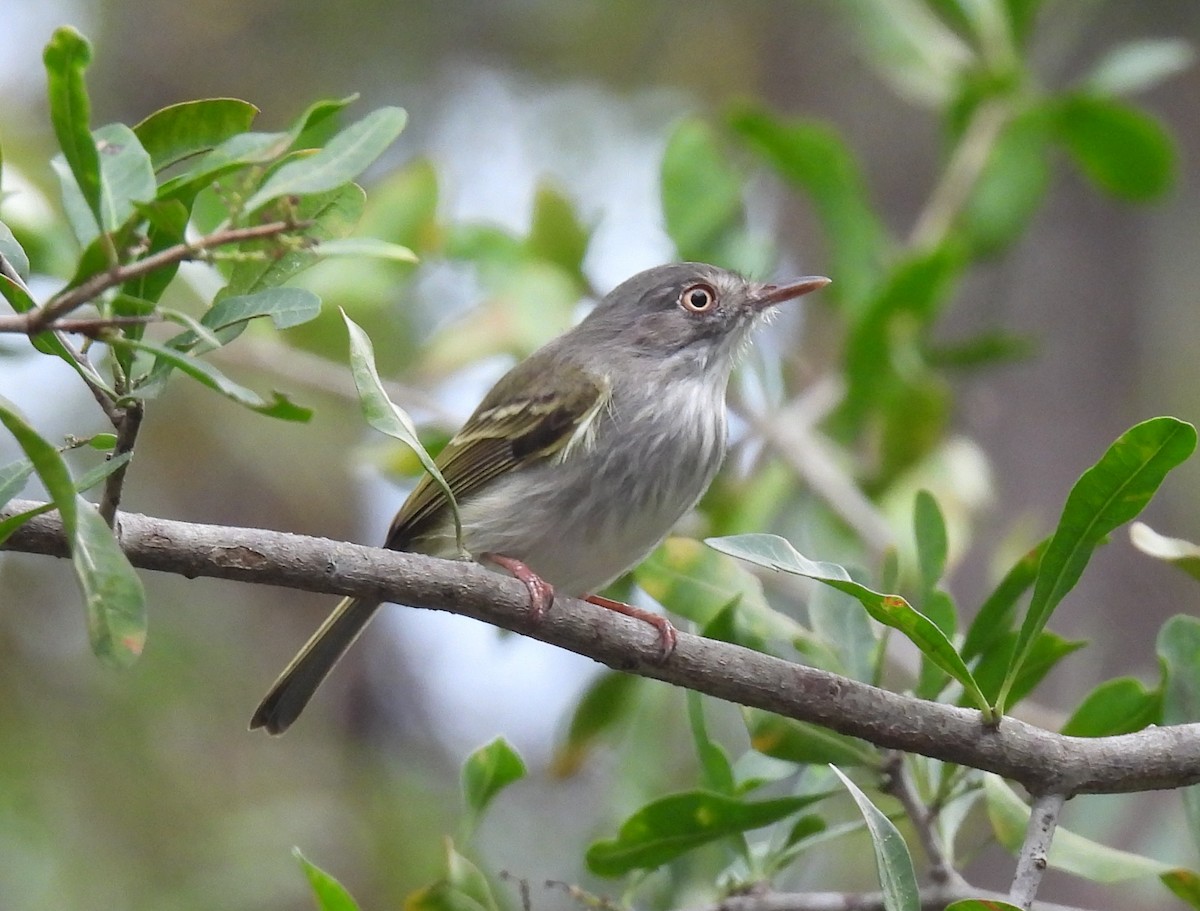 Pearly-vented Tody-Tyrant - ML474729121