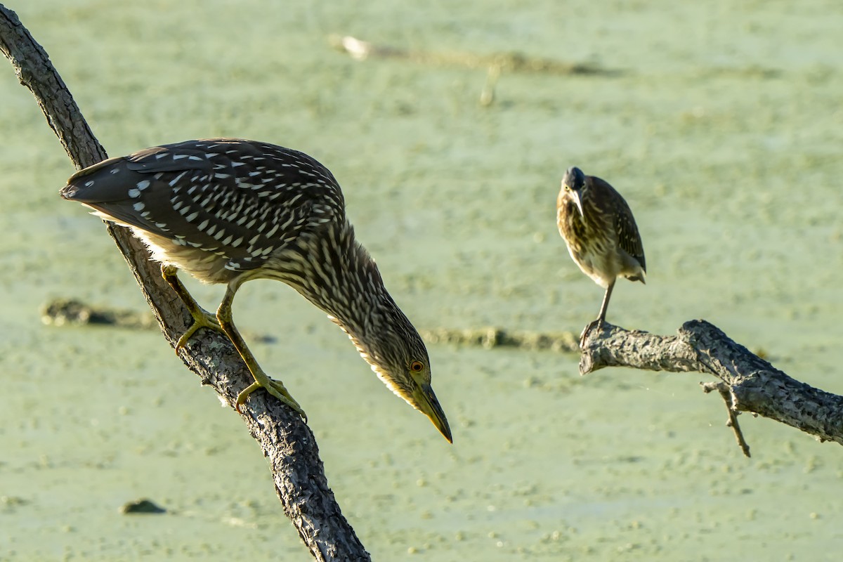 Black-crowned Night Heron - Ben Nieman