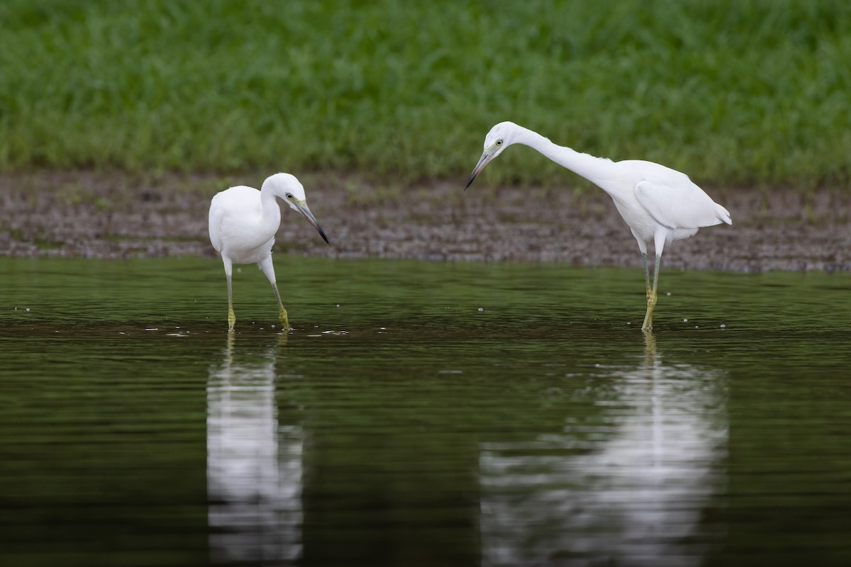 Little Blue Heron - ML474731341
