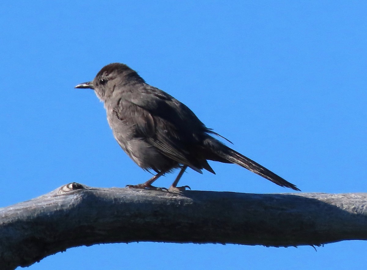 Gray Catbird - ML474731401