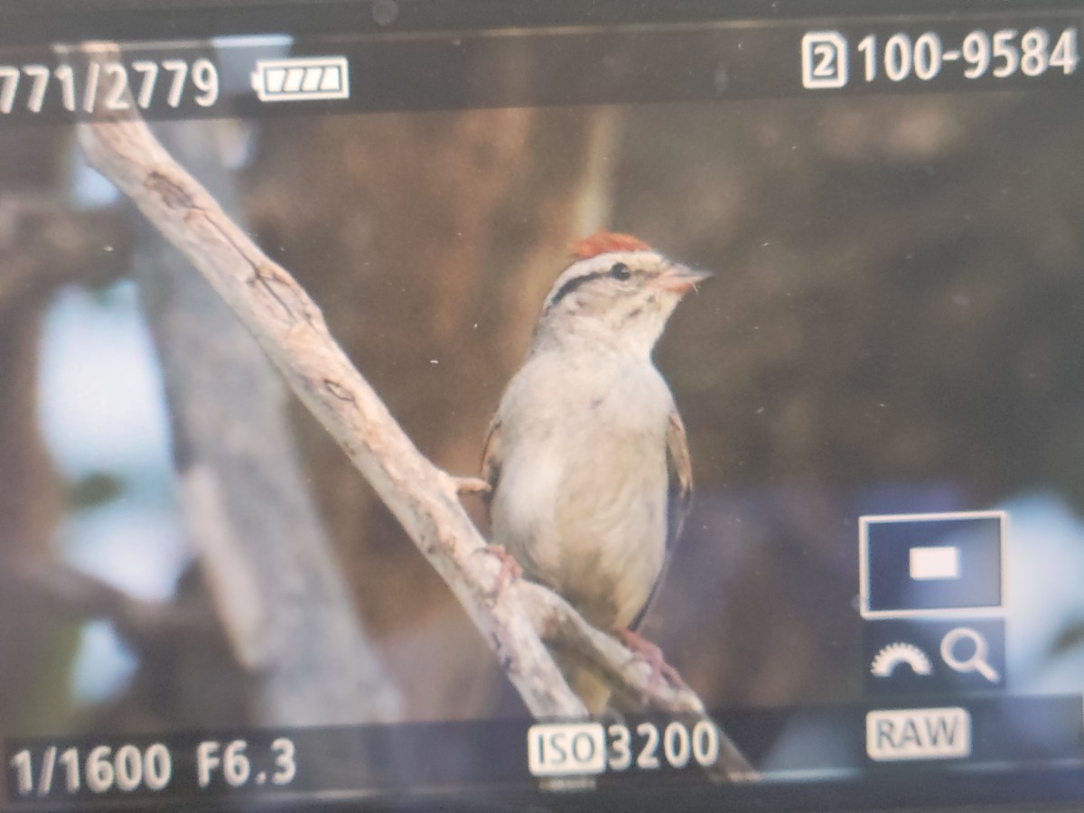 Chipping Sparrow - ML474731431