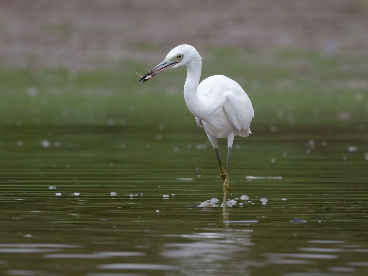 Little Blue Heron - ML474732481