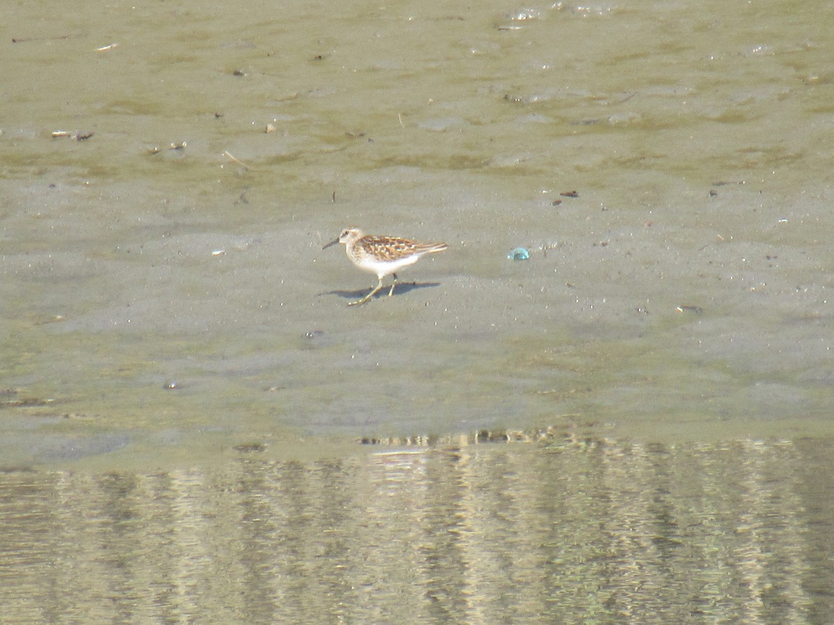 Least Sandpiper - ML474732881