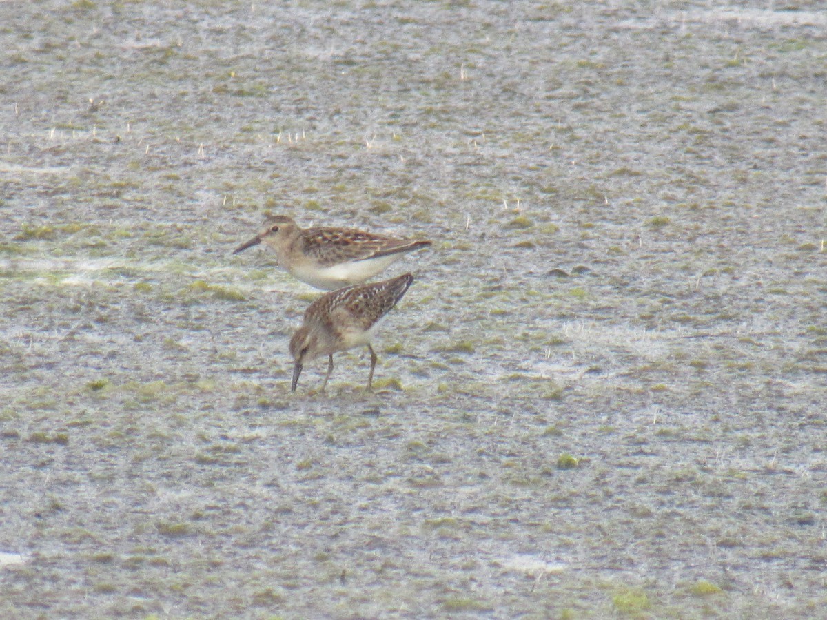 Least Sandpiper - ML474732911