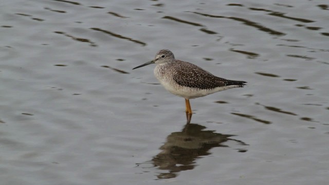 Greater Yellowlegs - ML474733