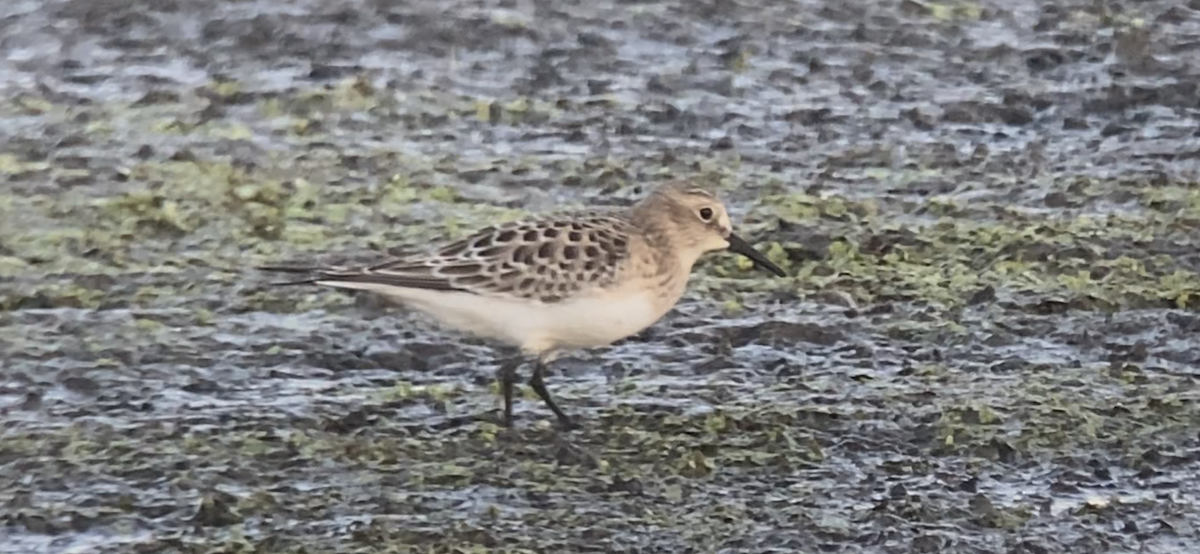 Baird's Sandpiper - Joel Strong