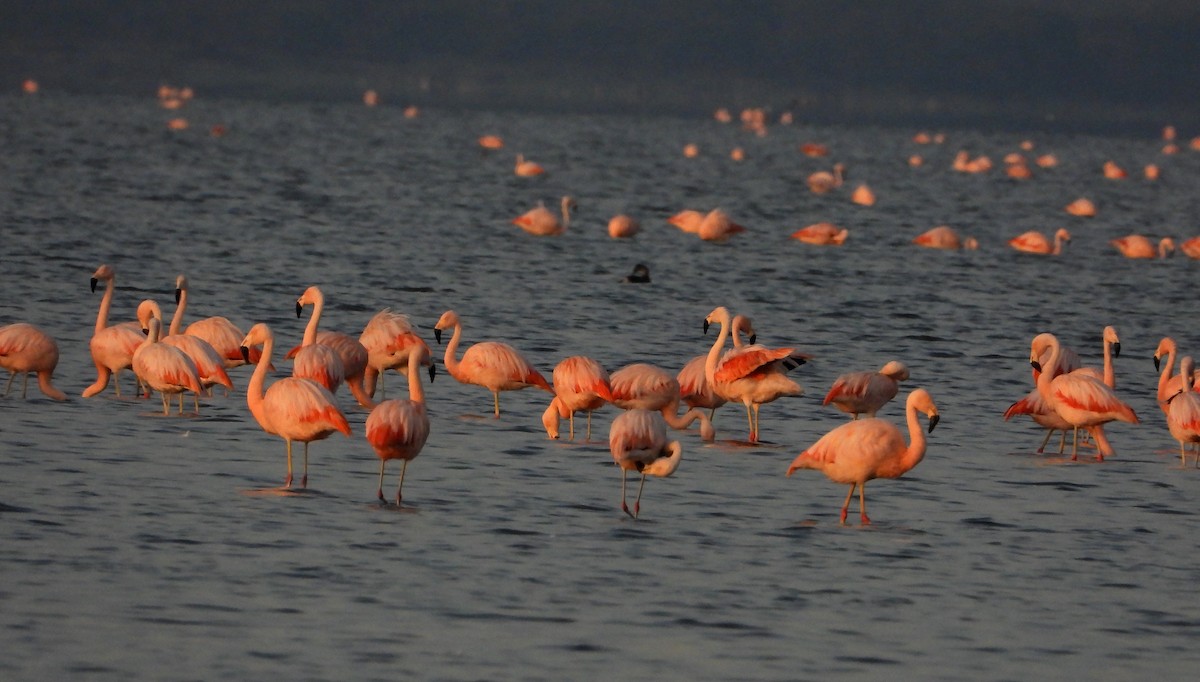 Chilean Flamingo - Laura González