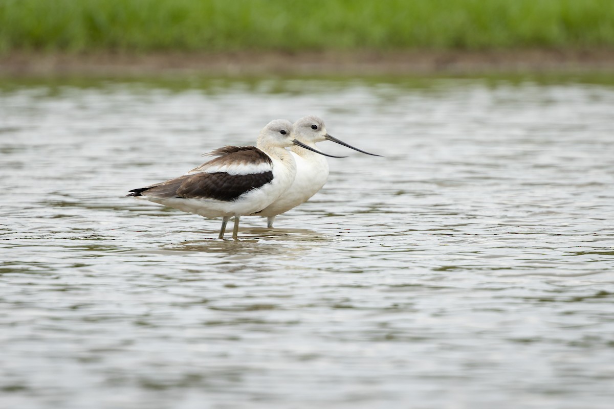 American Avocet - ML474735391