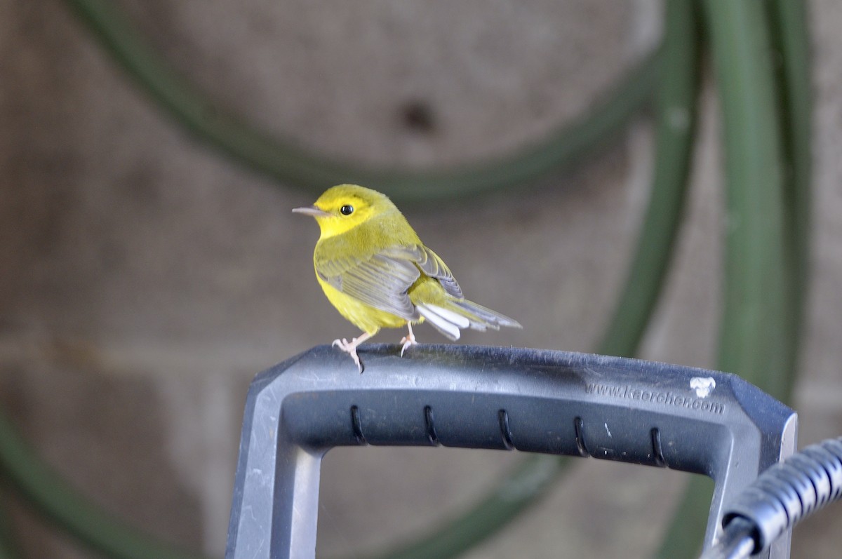 Hooded Warbler - ML474735411