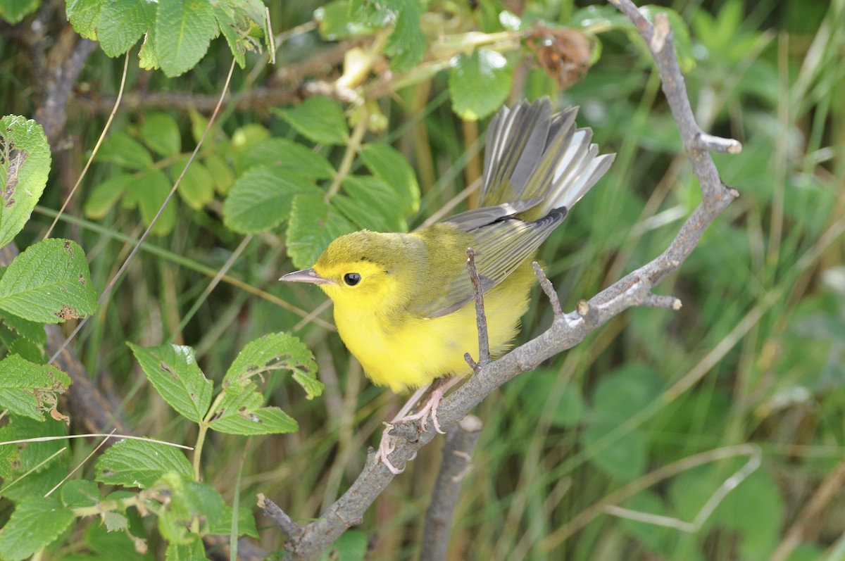 Hooded Warbler - ML474735431