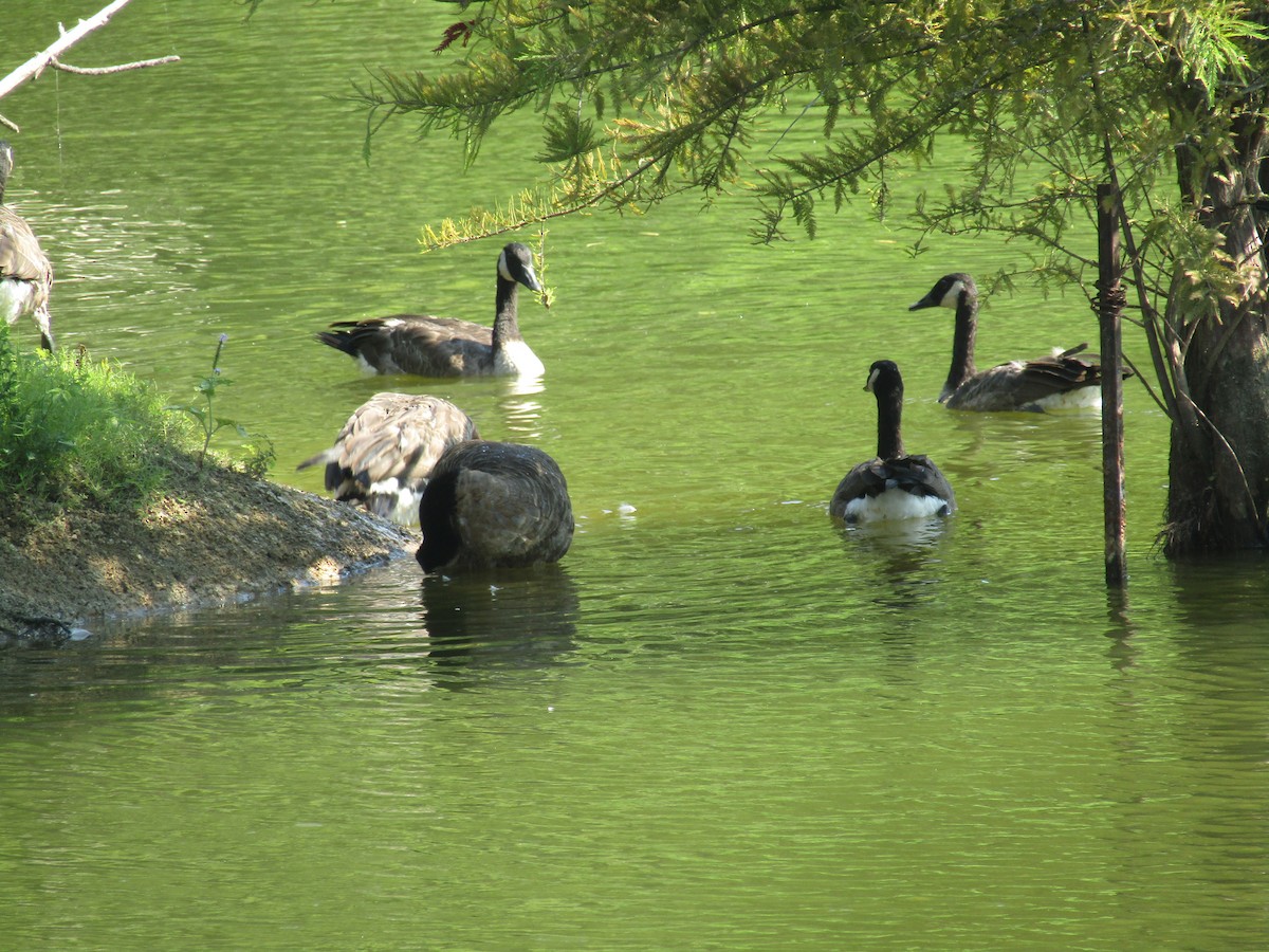 Canada Goose - ML474735511