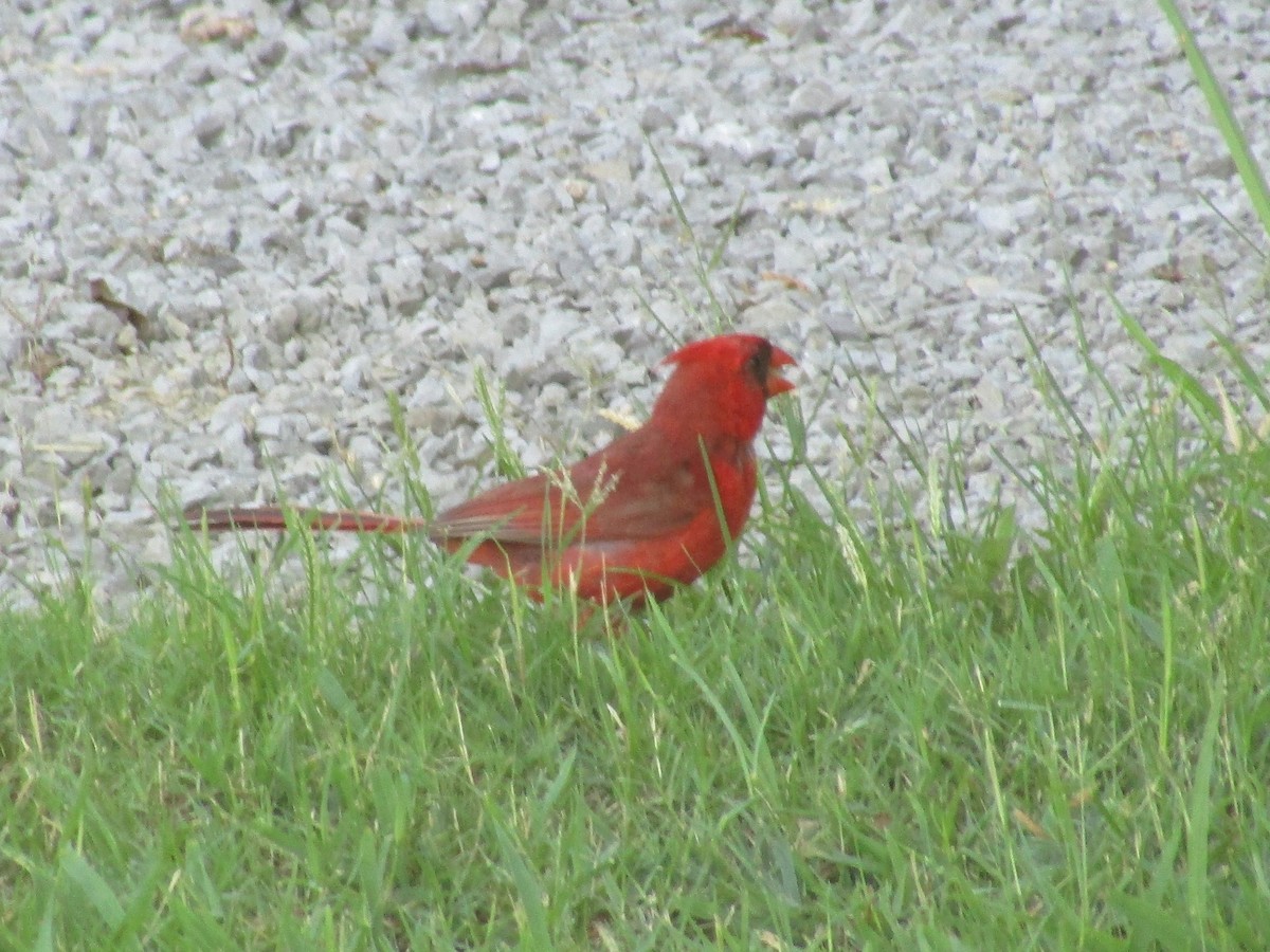 Northern Cardinal - ML474735531