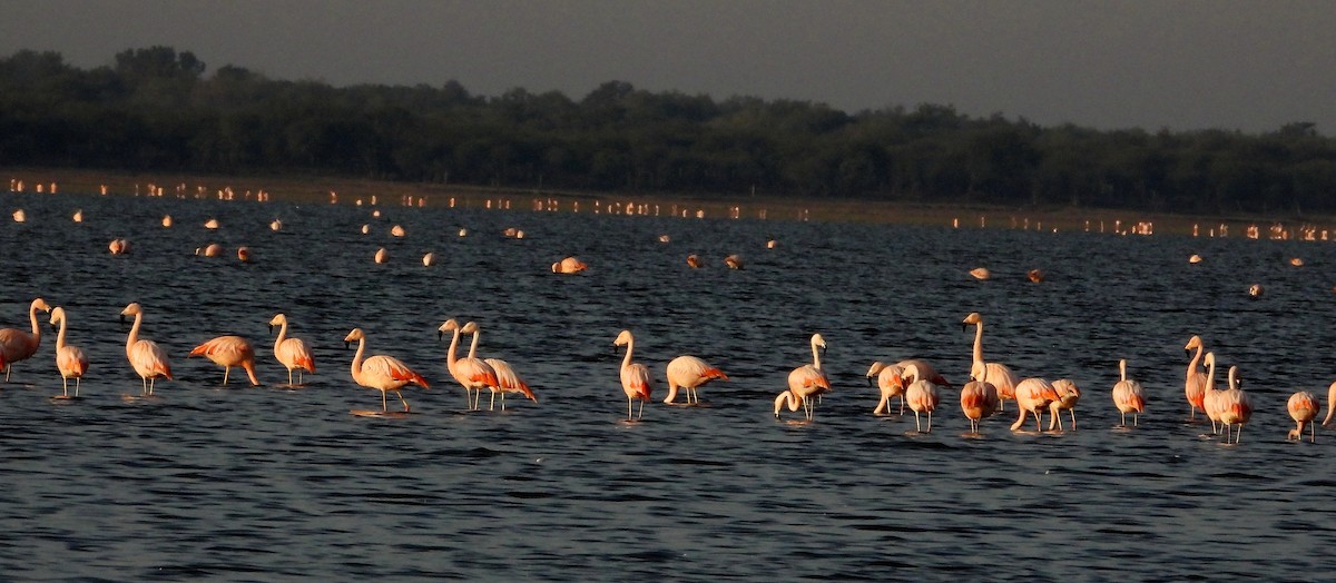 Chilean Flamingo - Laura González