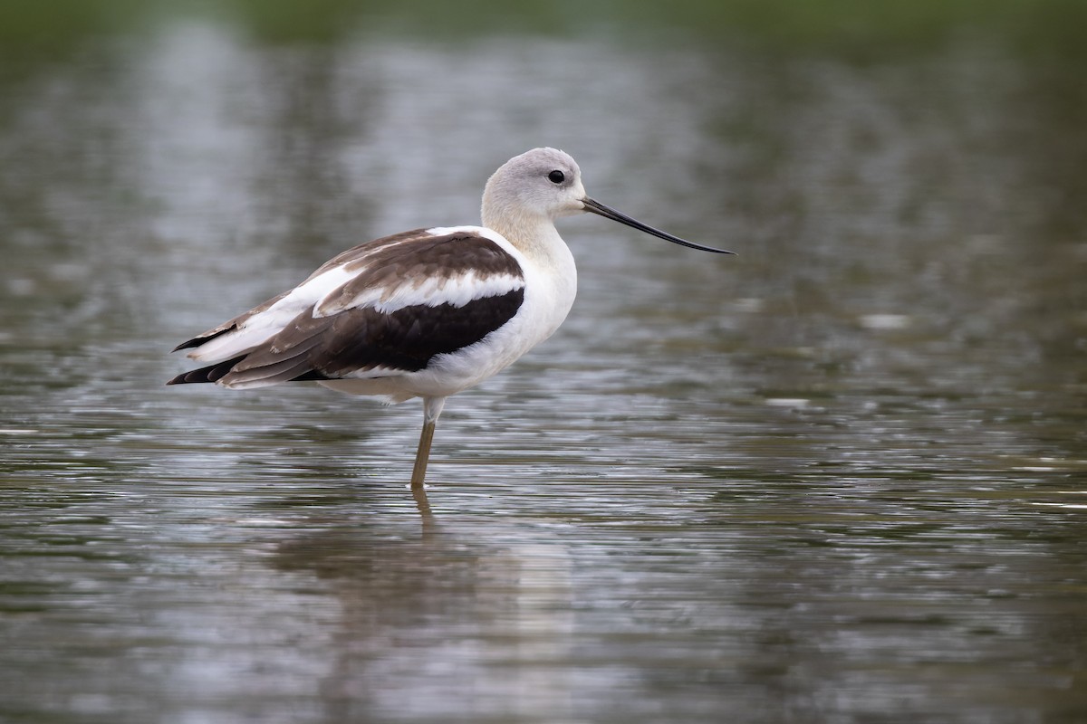 American Avocet - ML474737841