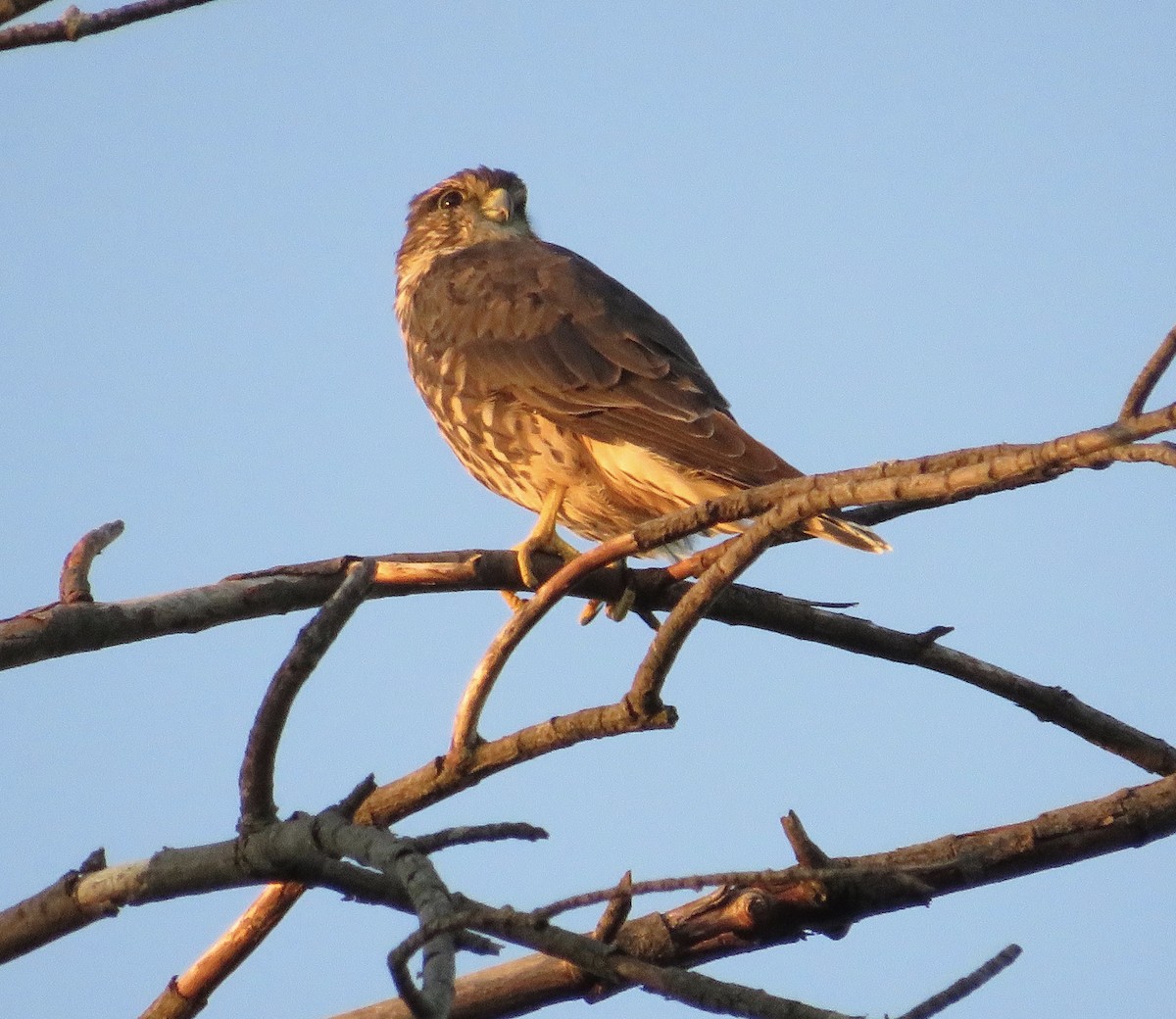 Merlin - ML474738551