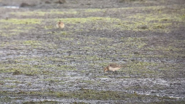 Baird's Sandpiper - ML474738561