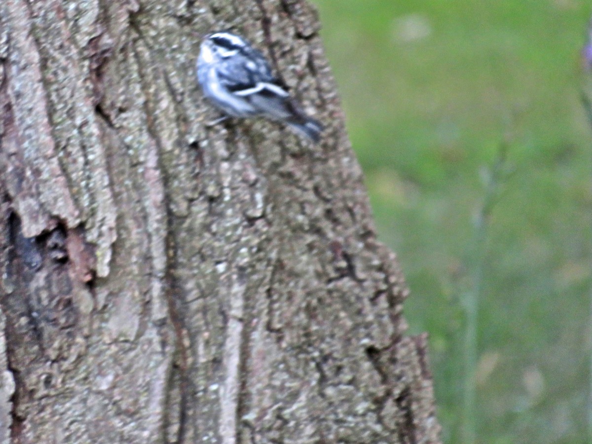 Black-and-white Warbler - ML474738591