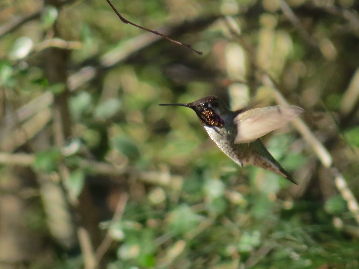 Anna's Hummingbird - ML47473891