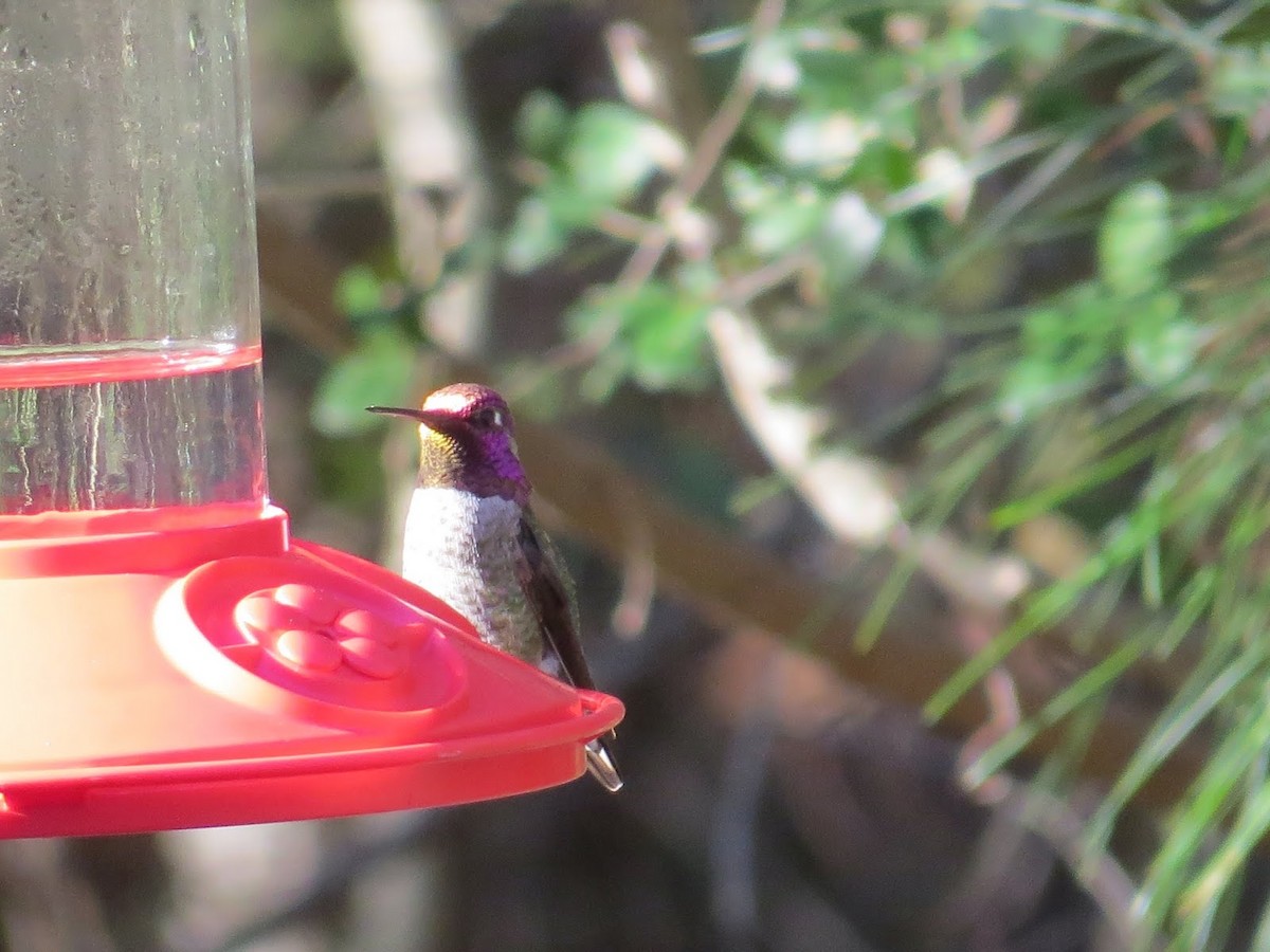 Anna's Hummingbird - ML47473901
