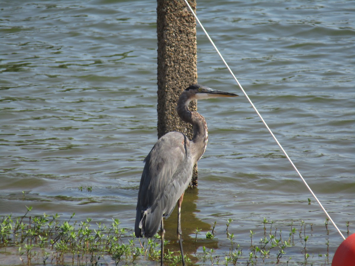 Great Blue Heron - ML474740251