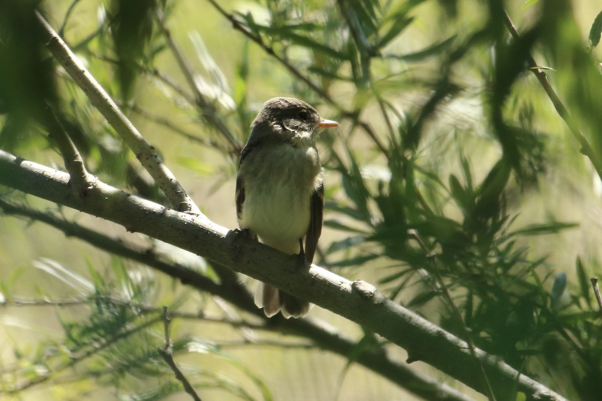 Willow Flycatcher - ML474741351