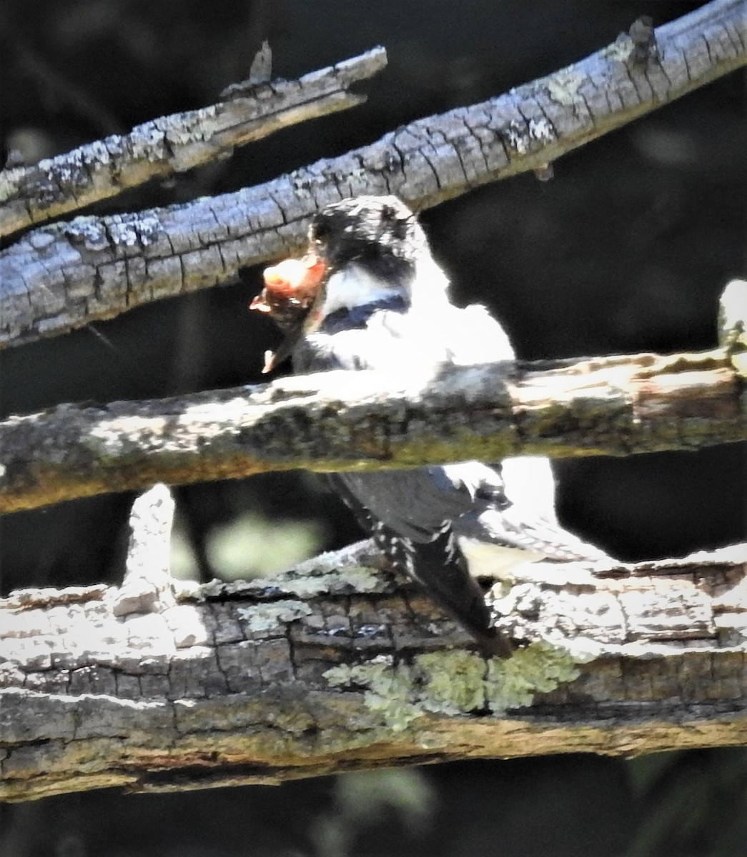 Belted Kingfisher - GARY STRAUS
