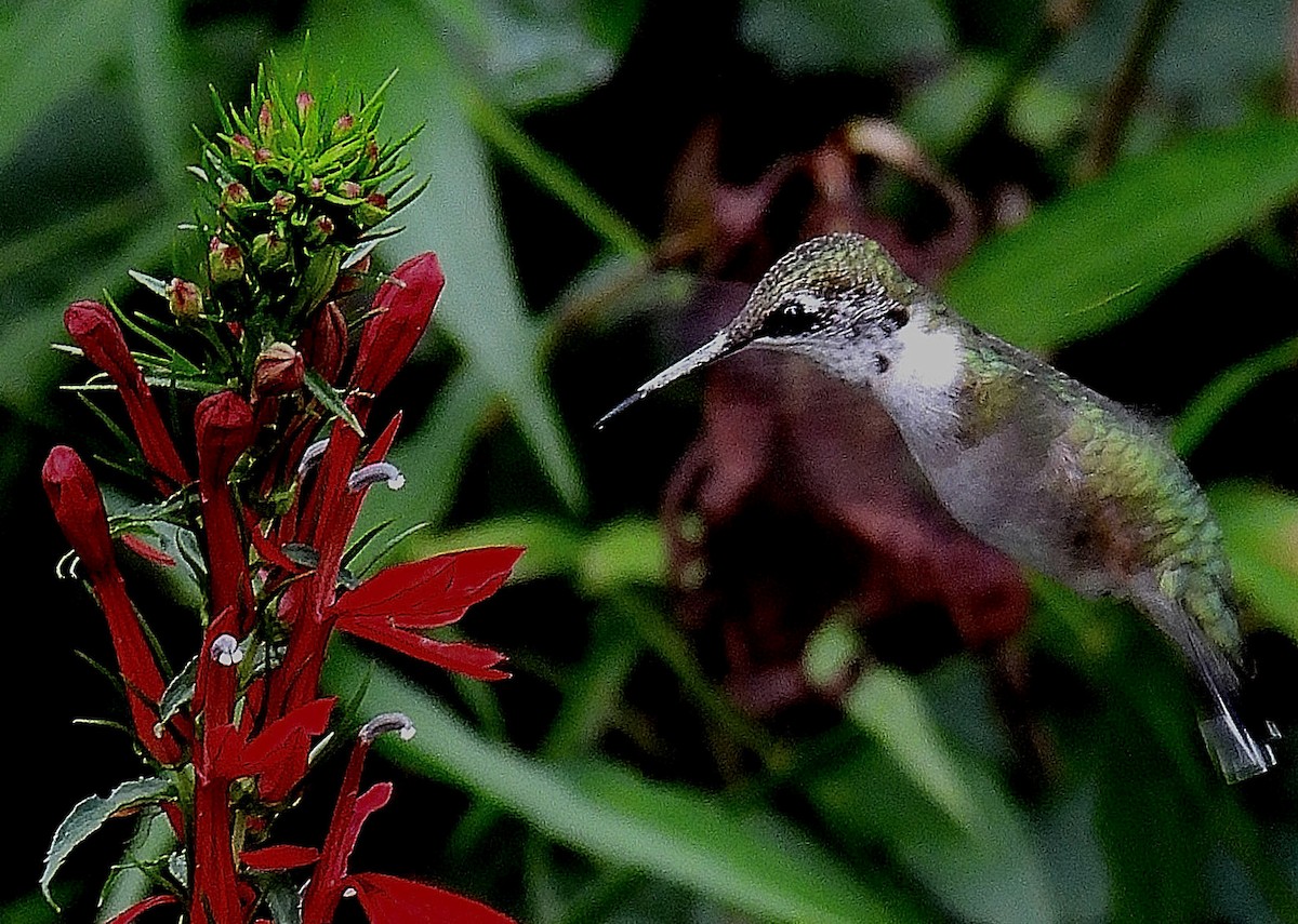 Ruby-throated Hummingbird - ML474741891