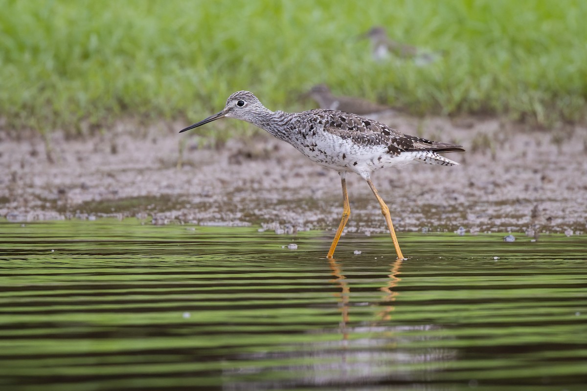 Greater Yellowlegs - ML474741951