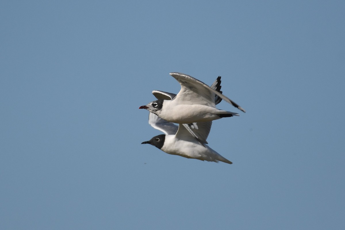 Franklin's Gull - ML474742161