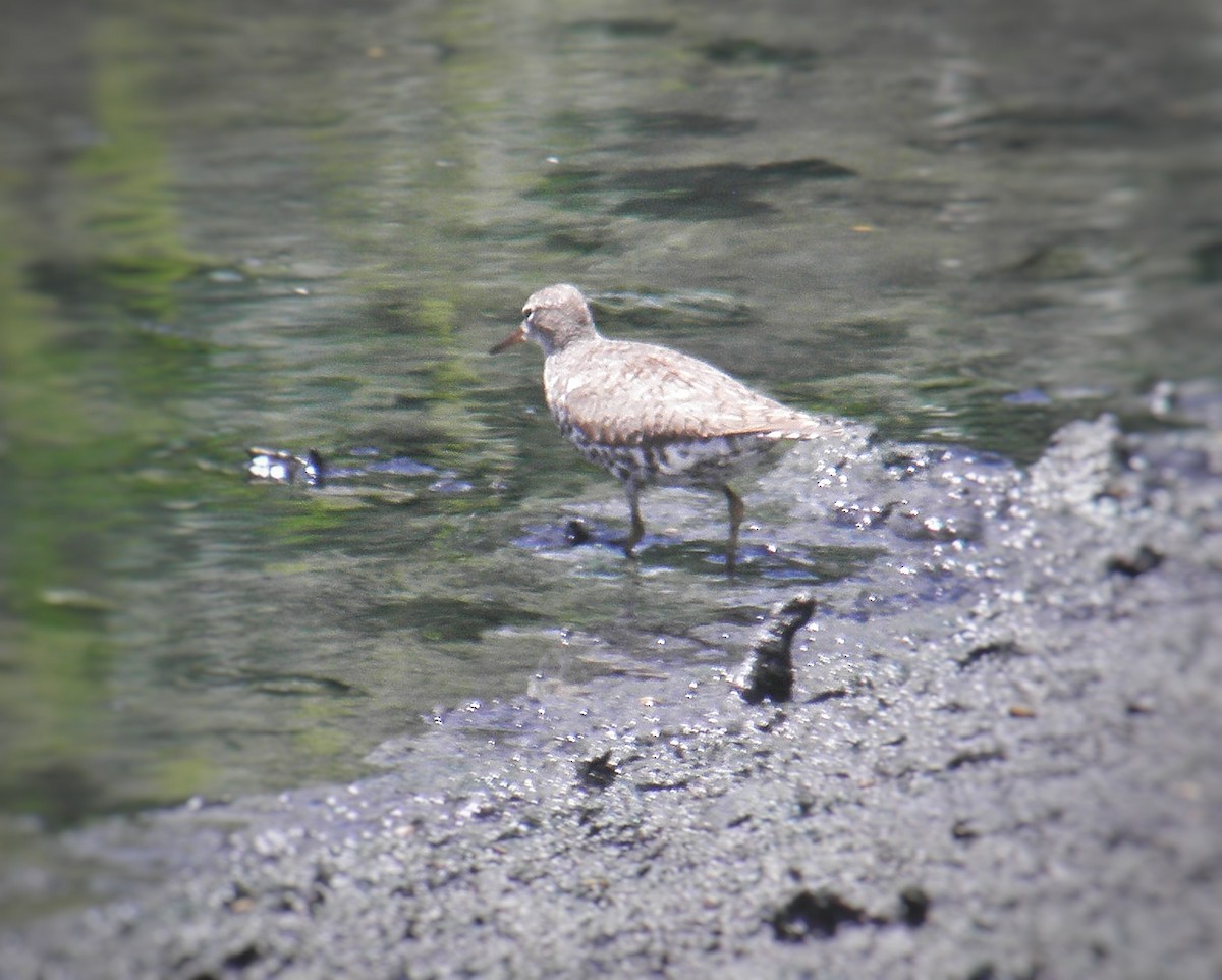 Spotted Sandpiper - ML474742311