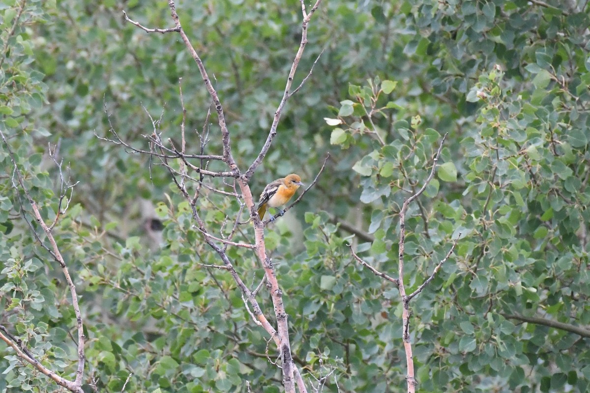 Baltimore Oriole - ML474744201