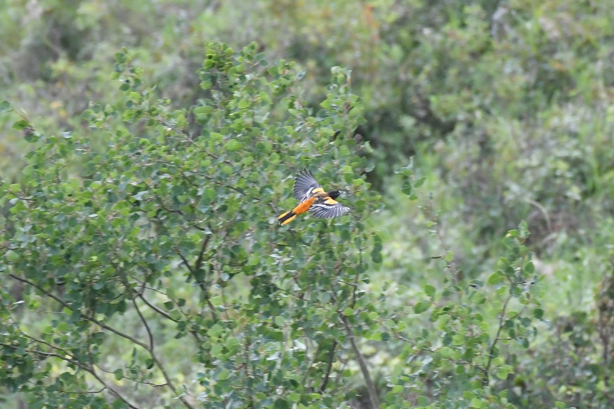 Baltimore Oriole - ML474744231