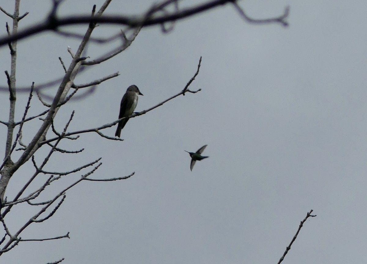 Olive-sided Flycatcher - ML474744541