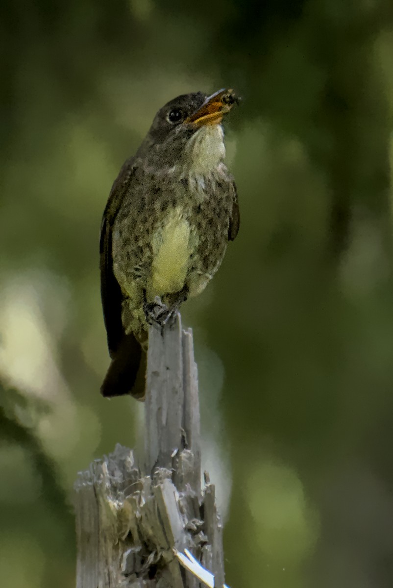 Olive-sided Flycatcher - ML474745421