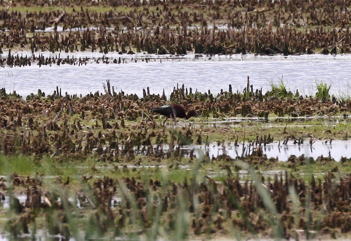 White-faced Ibis - Sandy Vorpahl