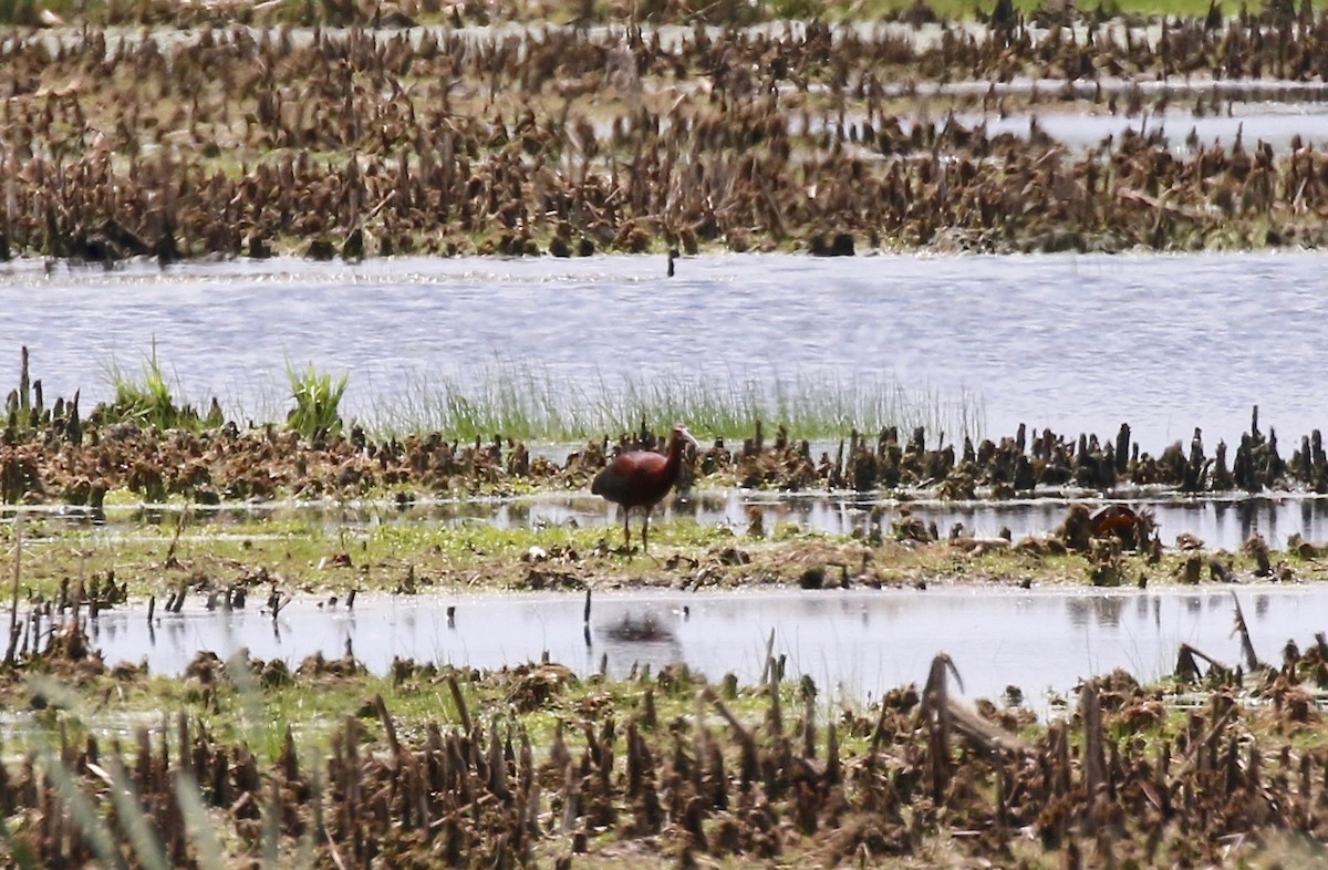 White-faced Ibis - Sandy Vorpahl