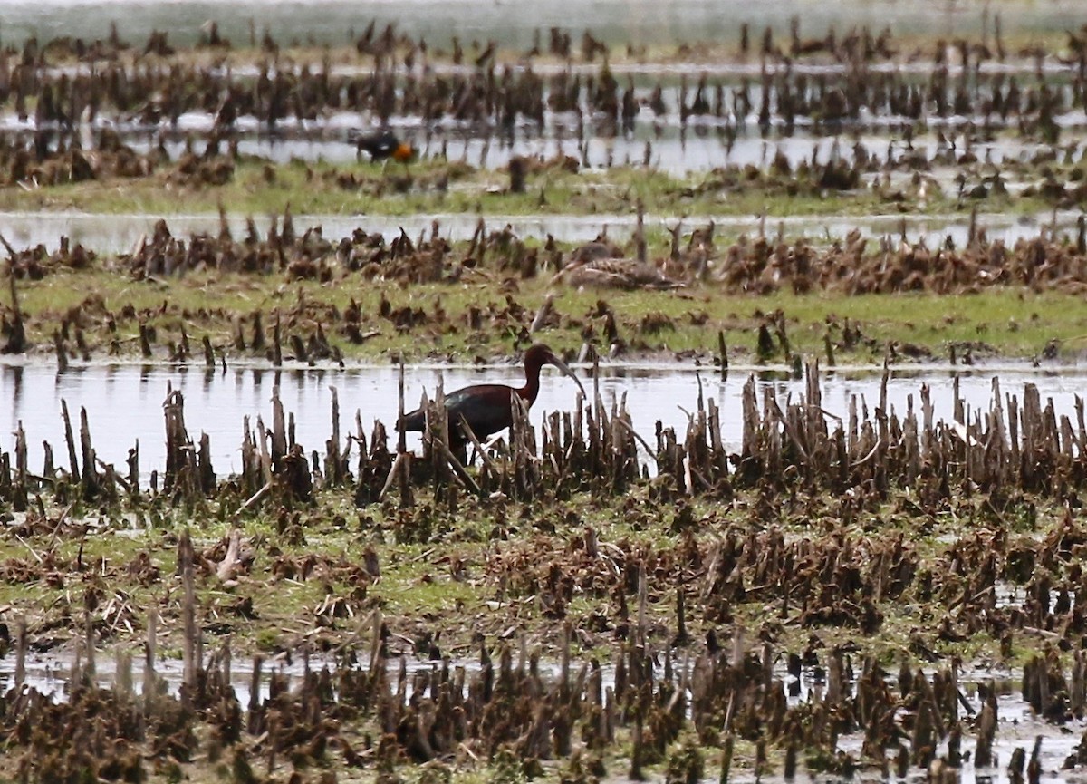 White-faced Ibis - Sandy Vorpahl