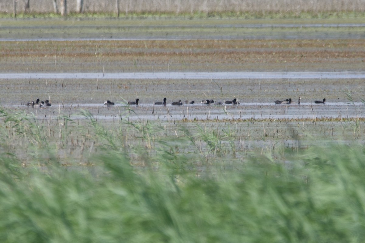 American Coot - ML474746541