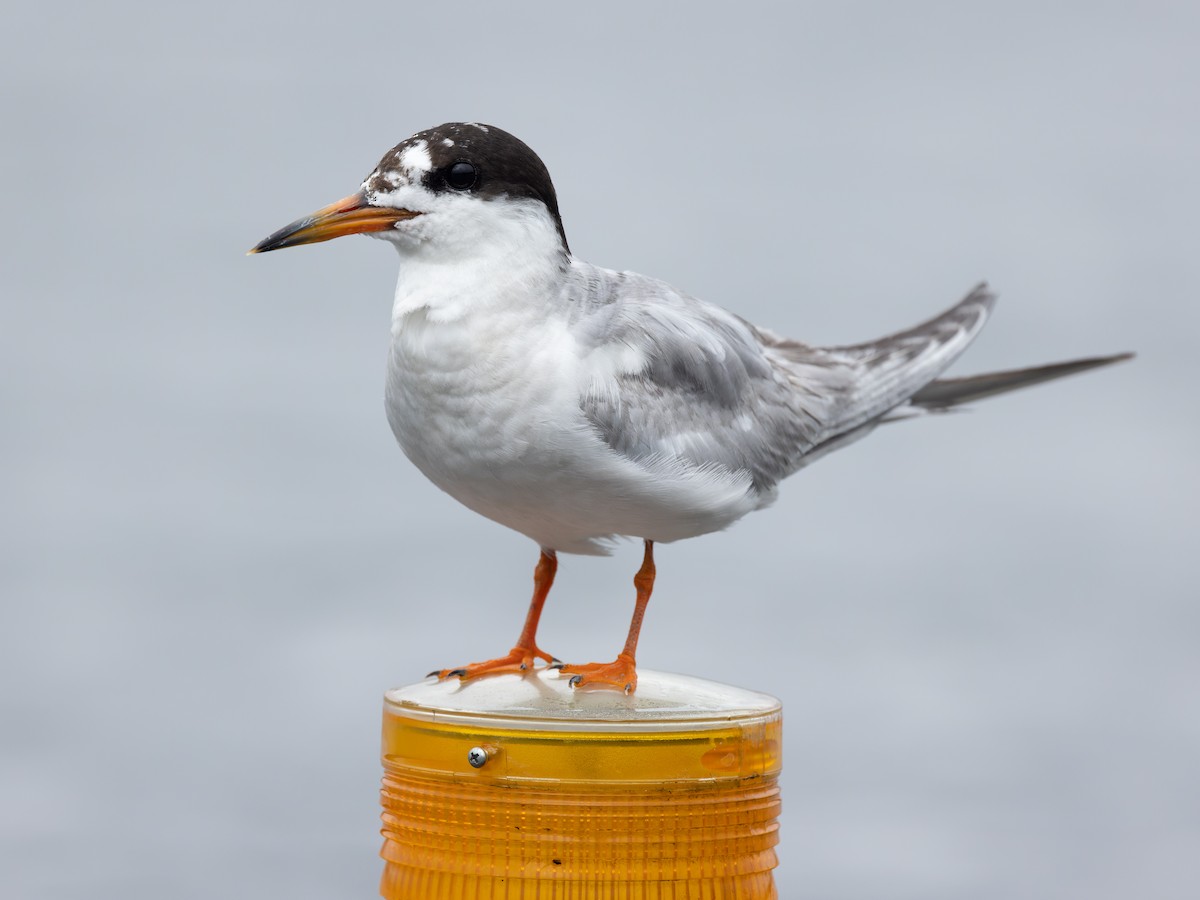 Forster's Tern - ML474746771