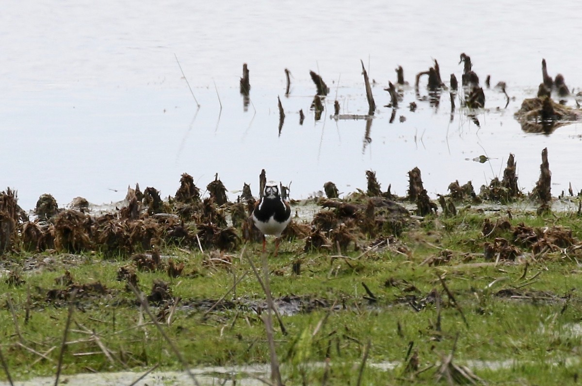 Ruddy Turnstone - ML474746851