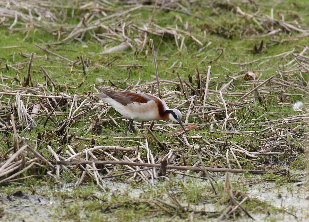 Wilson's Phalarope - Sandy Vorpahl