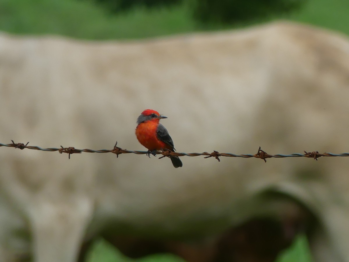 Vermilion Flycatcher - ML474747771