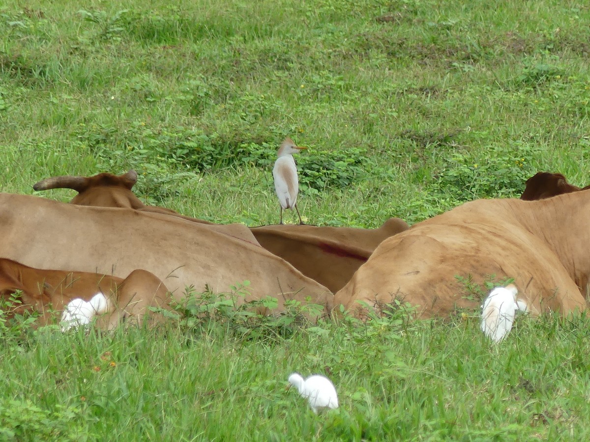 Western Cattle-Egret - ML474747931