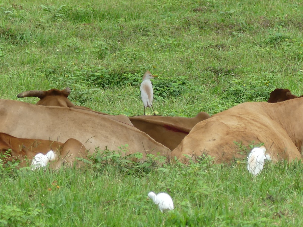 Western Cattle Egret - ML474747931