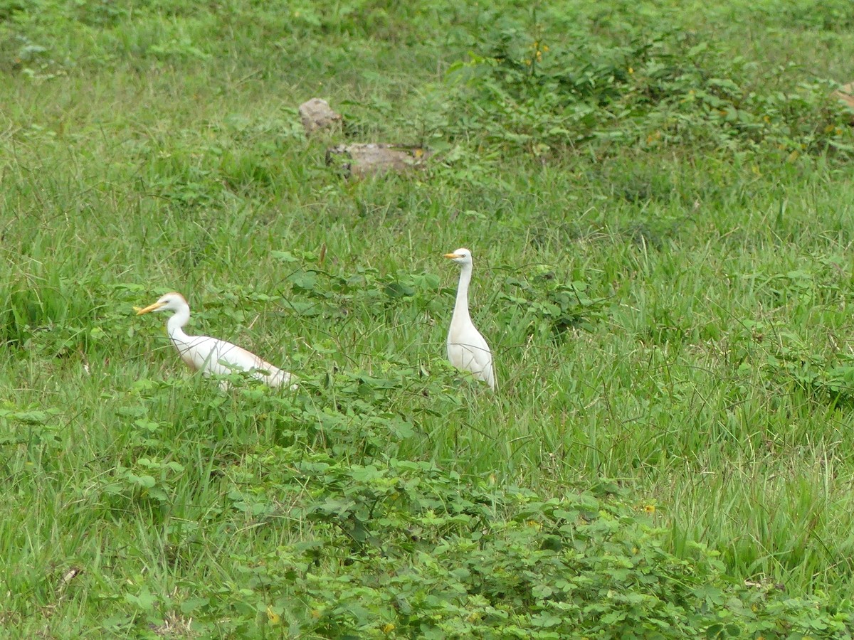 Western Cattle-Egret - ML474748191