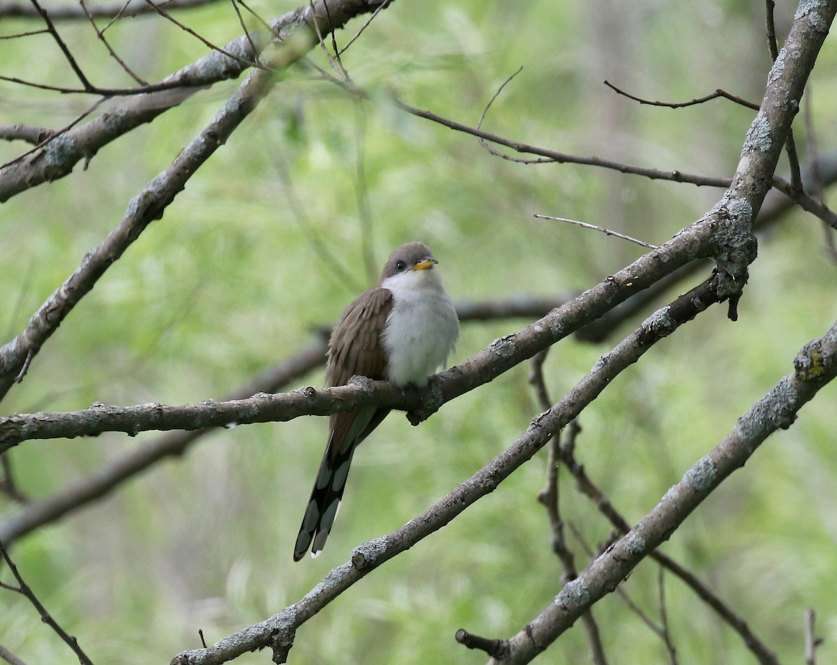 Yellow-billed Cuckoo - ML474748301