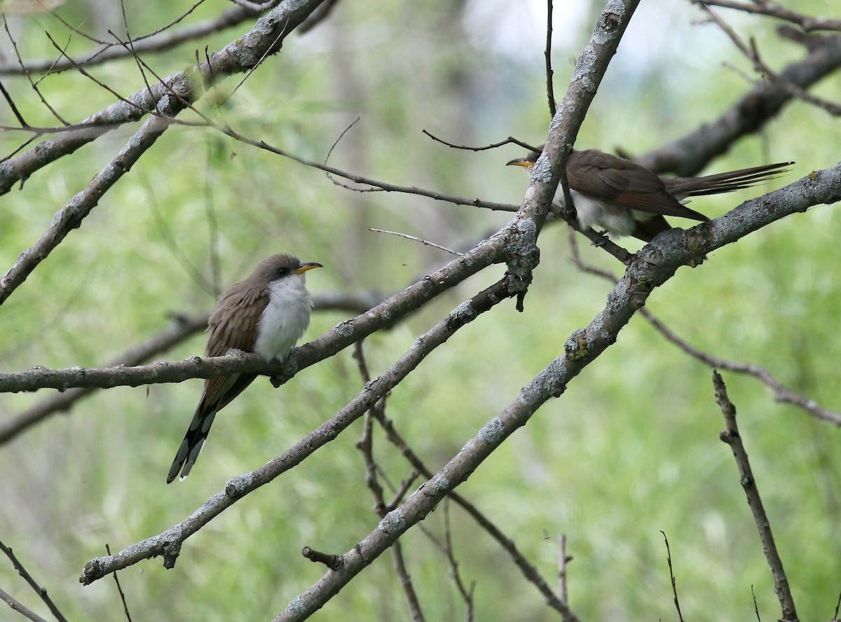 Yellow-billed Cuckoo - ML474748361