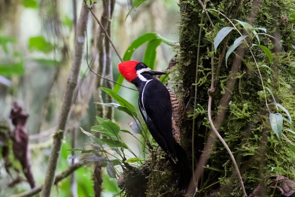 Powerful Woodpecker - ML474748501